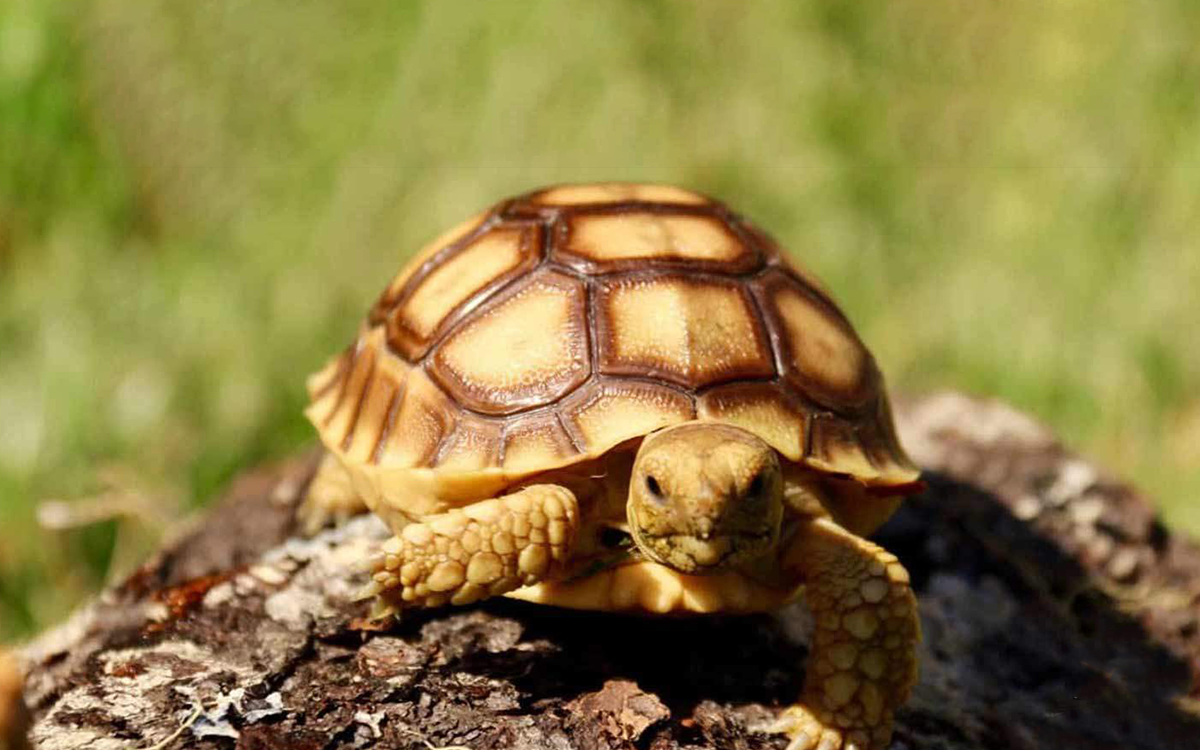 Top 10 facts about Sulcata Tortoise Thumbnail