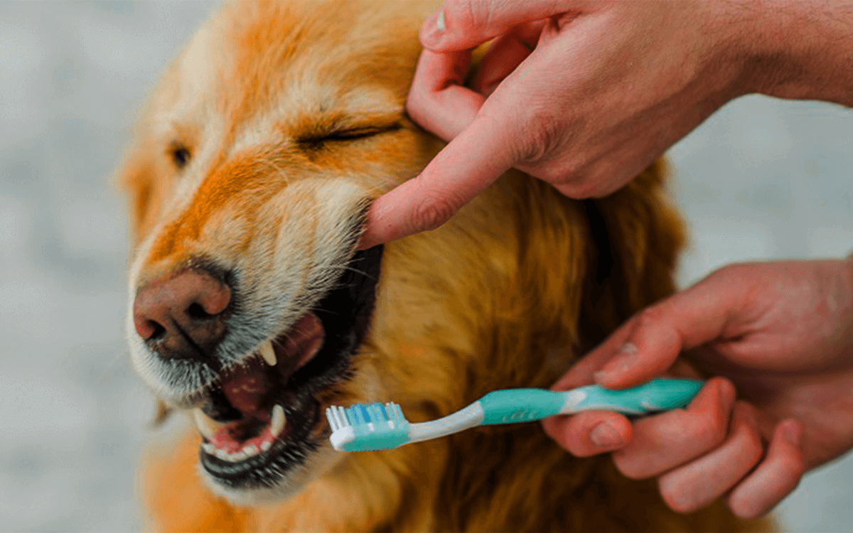 Best dog plaque remover, Beginner’s Guide