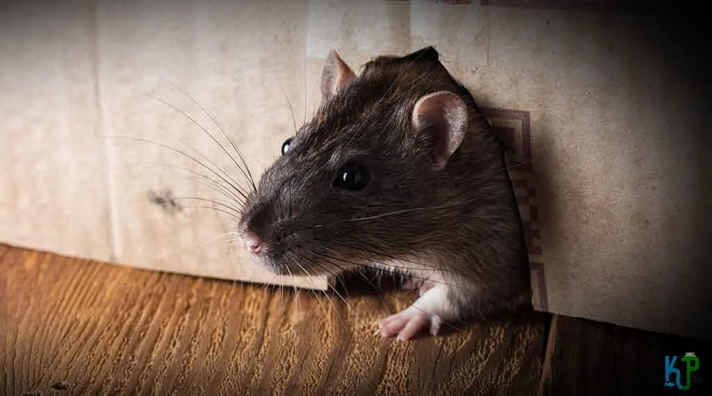 How Long Can A Rat Go Without Water? How long can a rat go without water