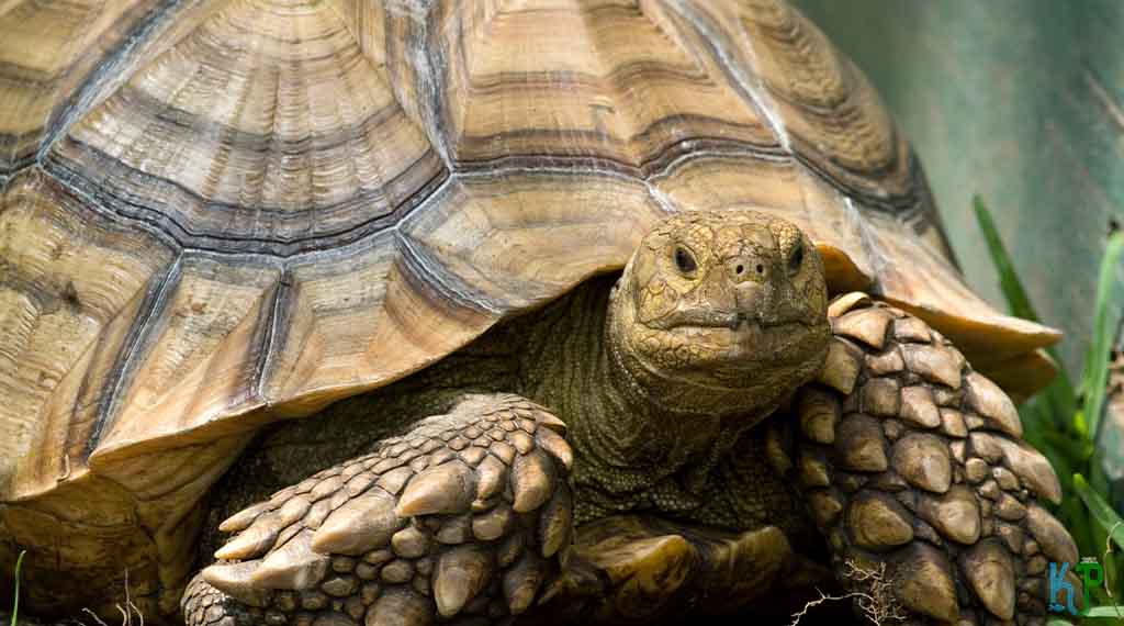 Top 10 facts about Sulcata Tortoise