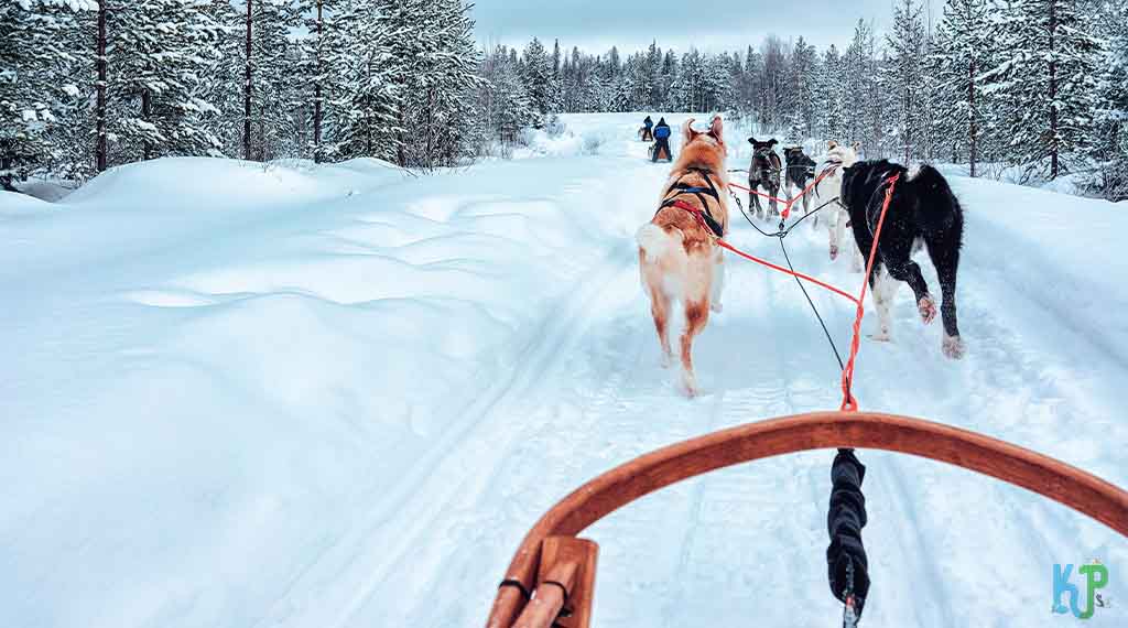 Why don’t sled dogs ever get tired