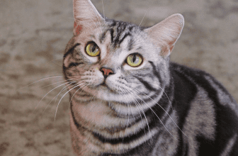 American Shorthair Everything You Need to Know, Characteristics & Care thumbnail