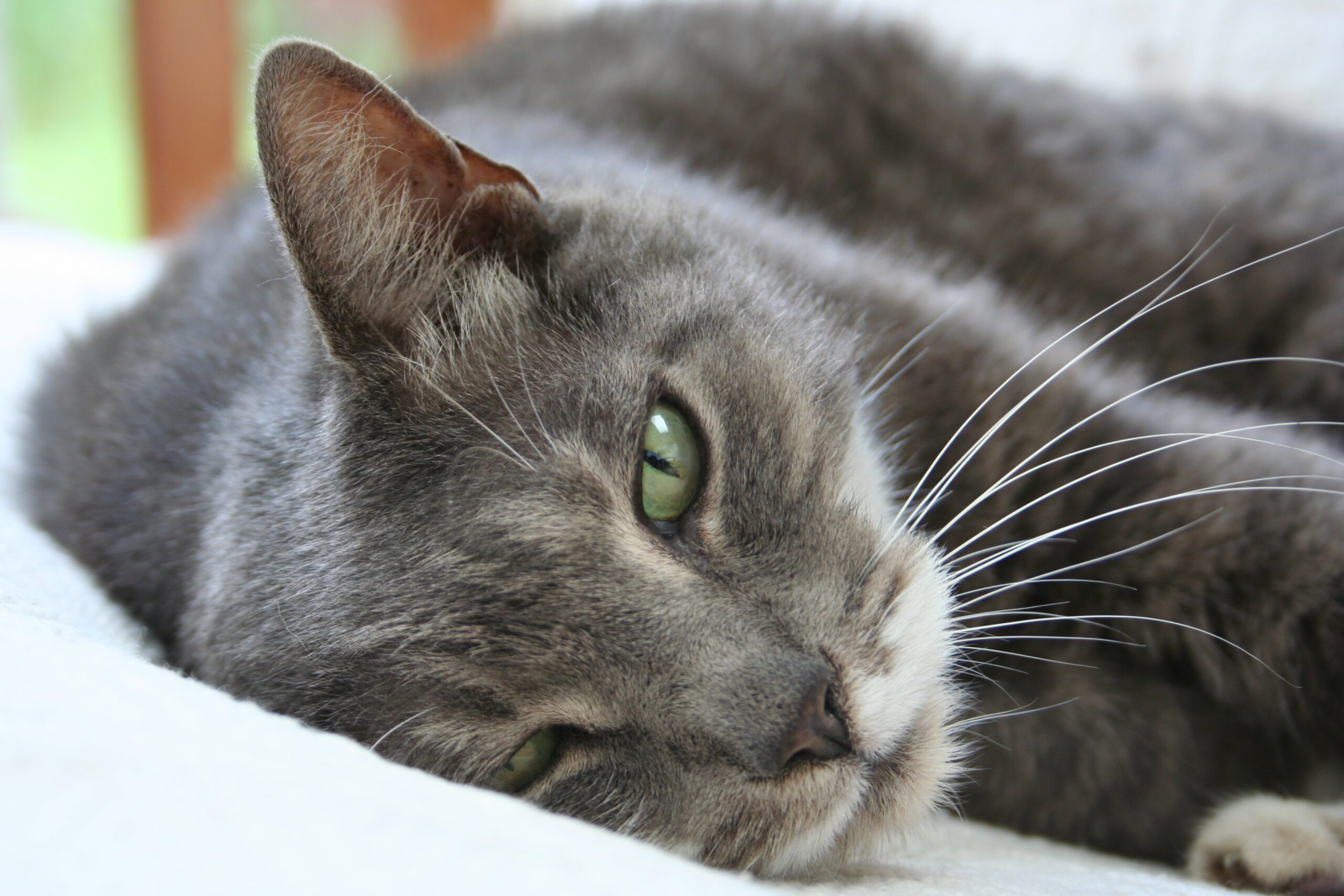 American Shorthair Cat Breed Characteristics & Care