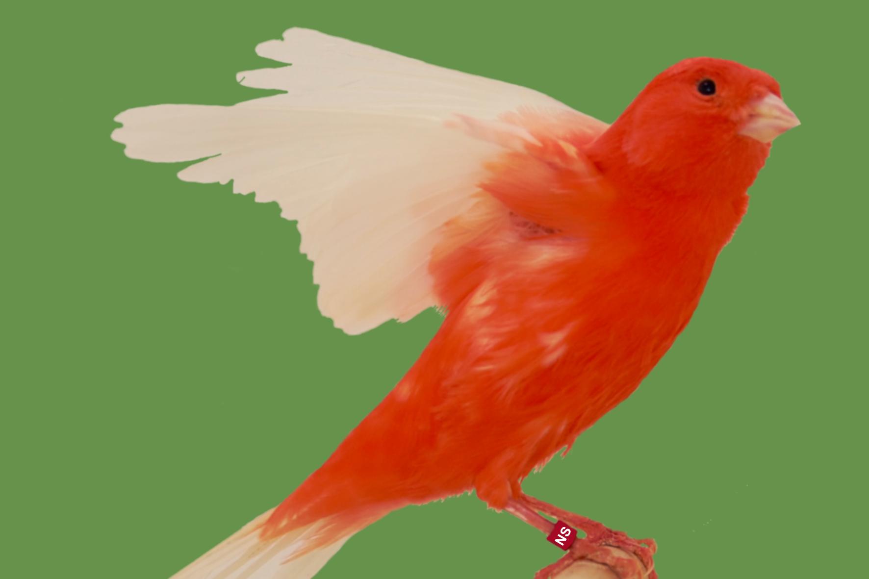 Red Factor Canary Care Guide, Personality, Diet & Health