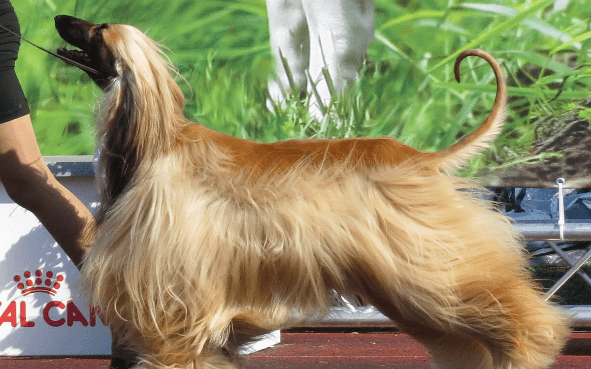 Most Expensive Dogs Afghan Hound ($7,000)