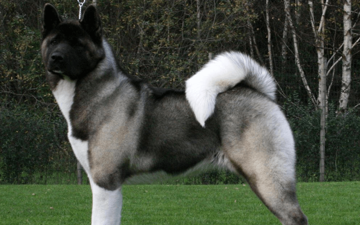 Most Expensive Dogs Akita ($6,500)