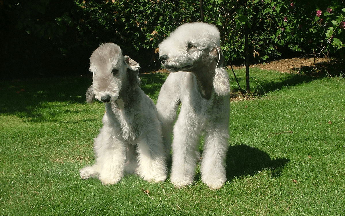 Most Expensive Dogs Bedlington Terrier ($4,000)