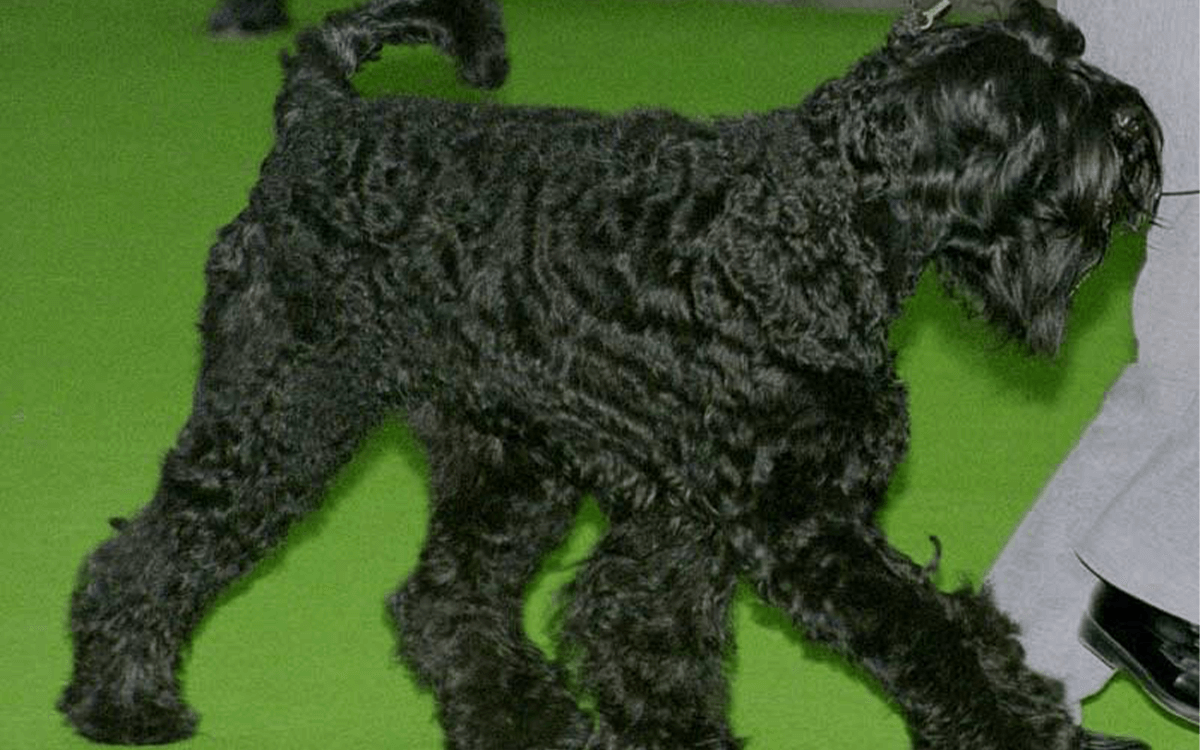 Most Expensive Dogs Black Russian Terrier ($3,500)