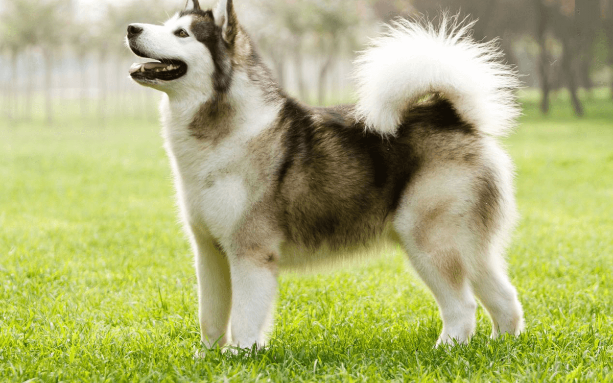 TOP 20 Most Expensive Dogs of all time