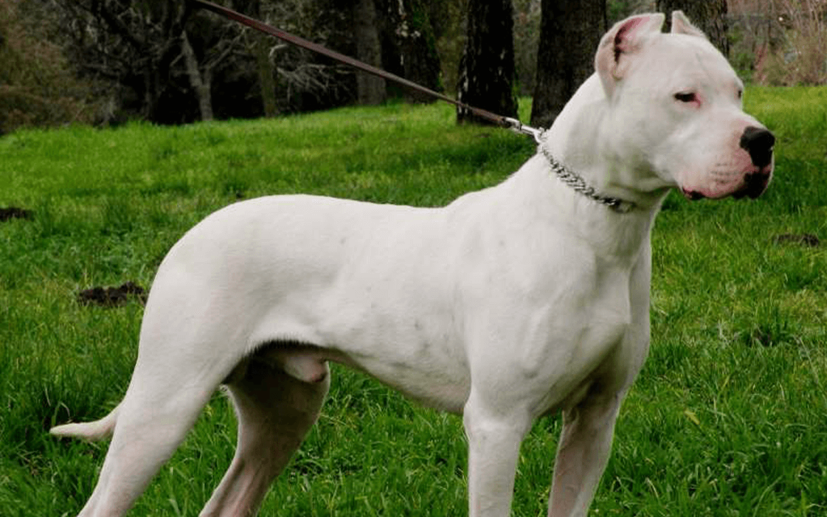 Most Expensive Dogs Dogo Argentino ($8,000)