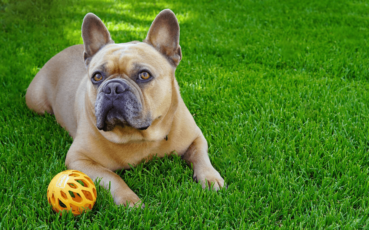 Most Expensive Dogs French Bulldog ($6,000)