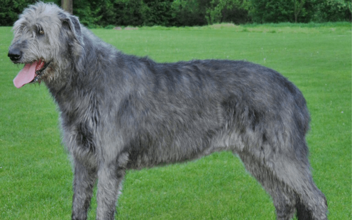 Most Expensive Dogs Irish Wolfhound ($3,000)