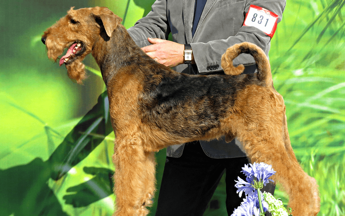 Most Expensive Dogs Lakeland Terrier ($2,000)
