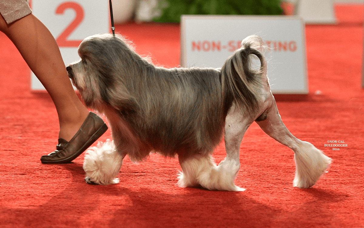 Most Expensive Dogs Lowchen ($12,000)