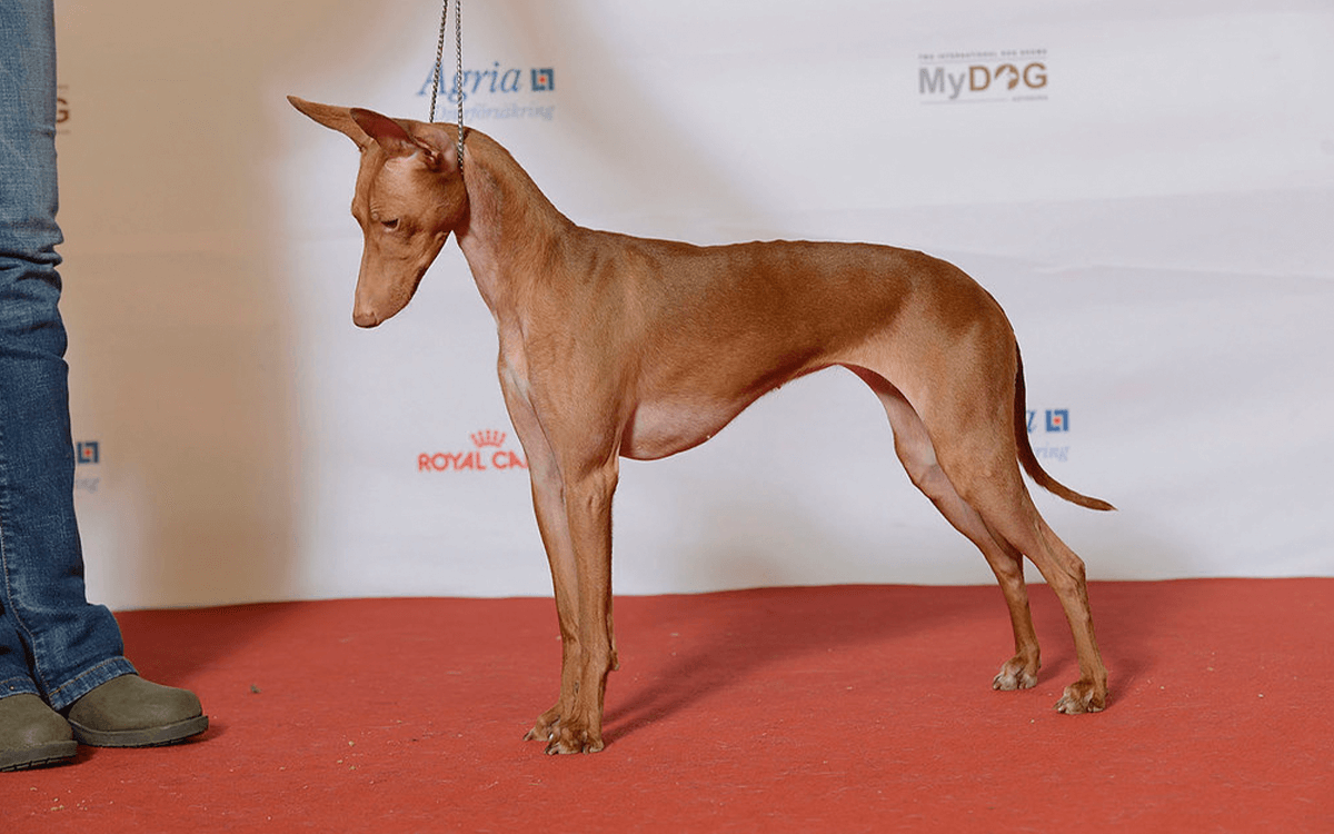Most Expensive Dogs Pharaoh Hound ($7,500)