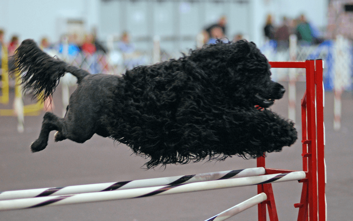 Most Expensive Dogs Portuguese Water Dog ($5,000)