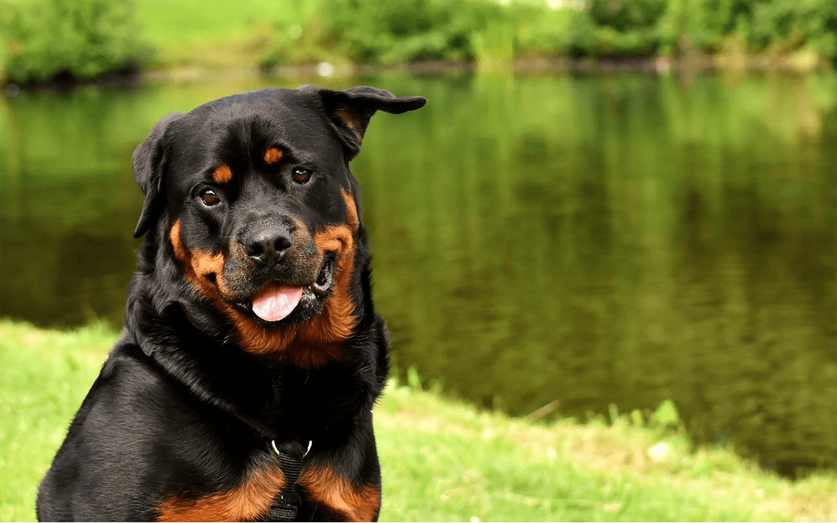 Most Expensive Dogs Rottweiler ($9,000)