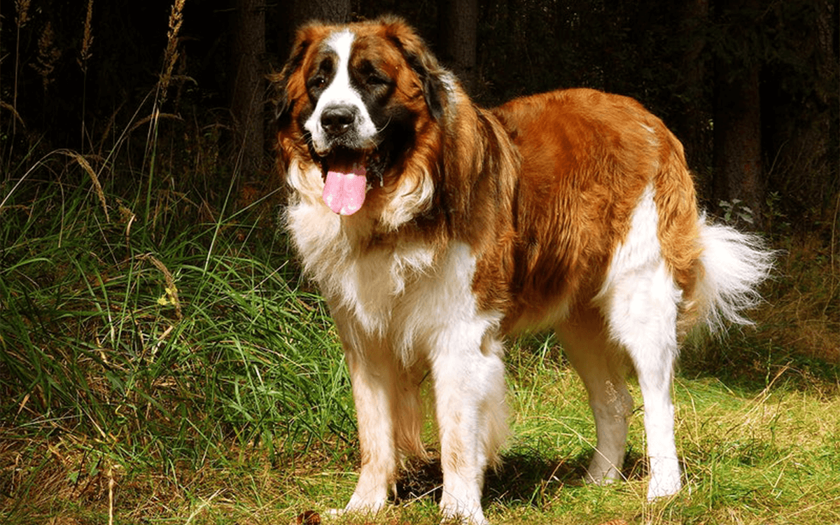 Most Expensive Dogs Saint Bernard ($1,500)