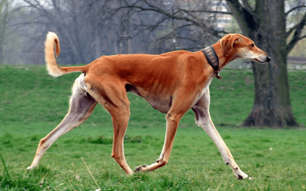 Most Expensive Dogs Saluki ($5,500)