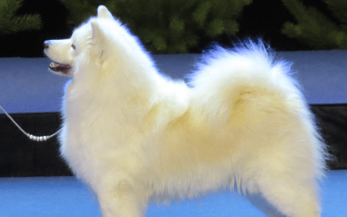 TOP 20 Most Expensive Dogs of all time