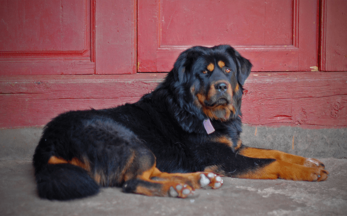 Most Expensive Dogs Tibetan Mastiff ($10,000)