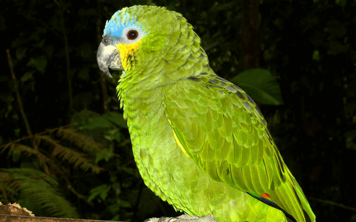 Orange-Winged Amazon Parrot3