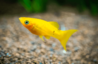 Platyfish Care Guide, Characteristics, Diet, Lifespan & Price thumbnail