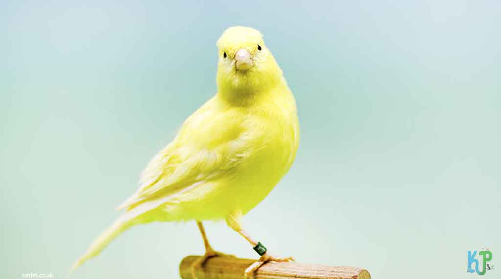Song Canary Bird Characteristics, food & Care