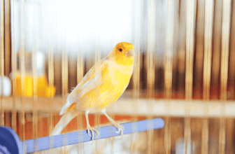 Song Canary Everything You Need to Know, Characteristics & Care COVER