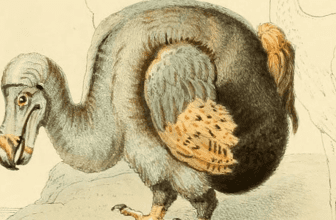 TOP 10 mysterious Facts About The Dodo Bird COVER