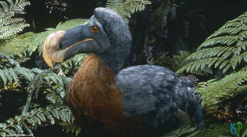 TOP 10 mysterious Facts About The Dodo Bird