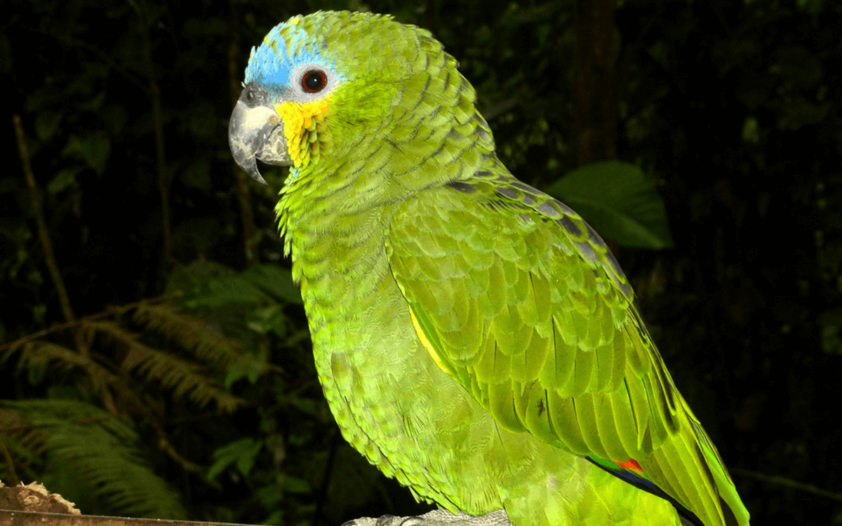 TOP Interesting Facts About The Orange-Winged Amazon Parrot - Known Pets