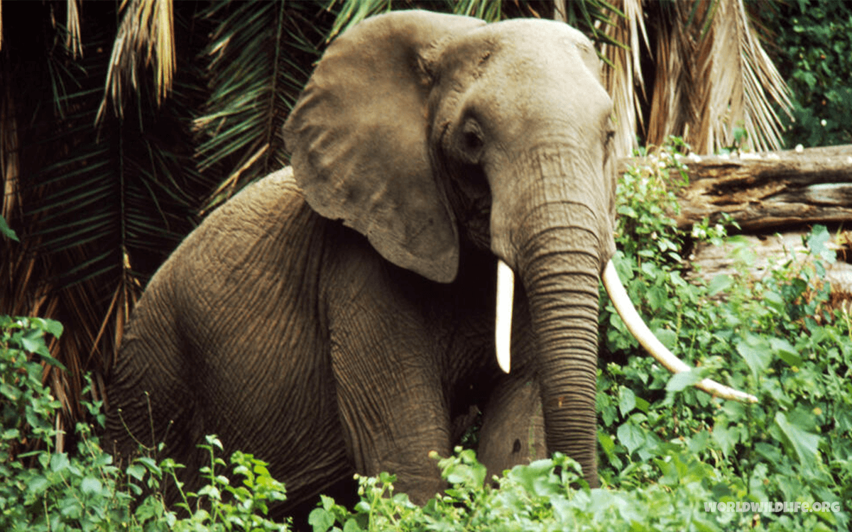 Сосновые слоники. Африканский Лесной слон. Афринский Лесной слон. Африканский. Лесной. Сл. Лесные слоны Конго.