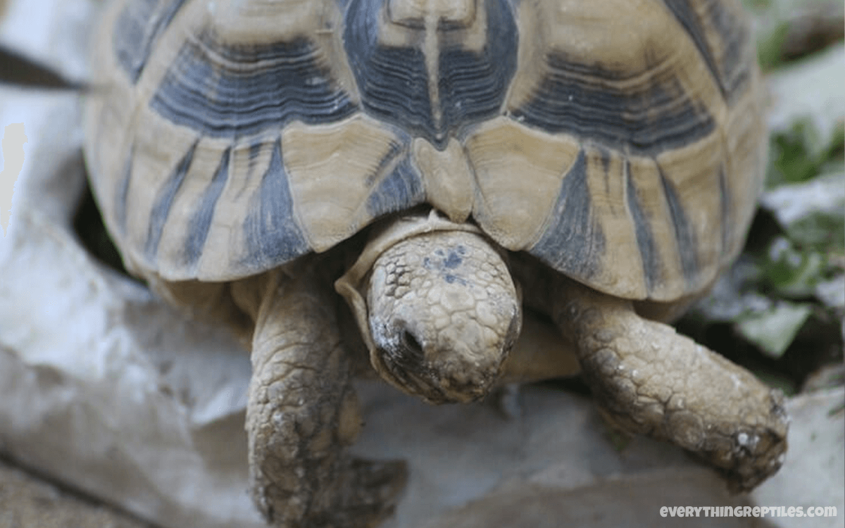 Egyptian Tortoise - Best Pet Tortoise Breeds for Beginners