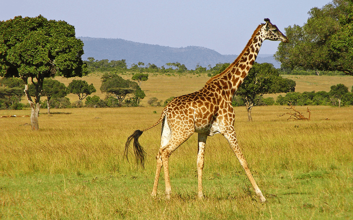 Королевский Жираф