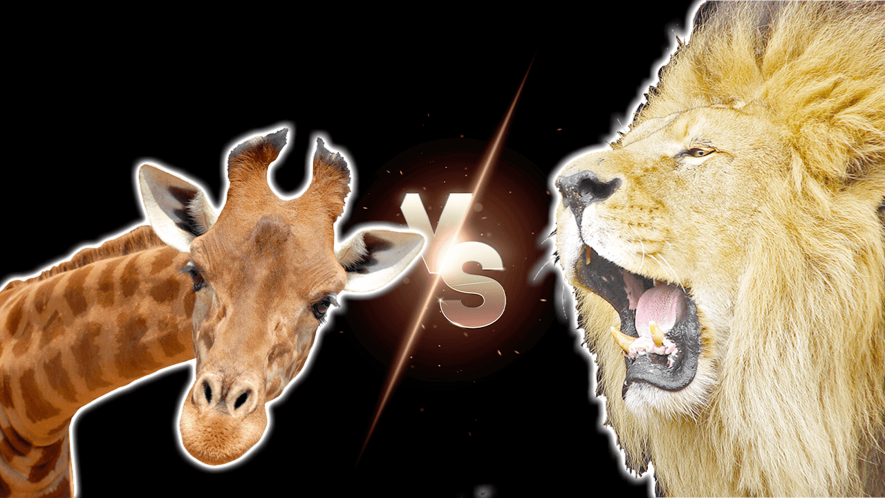 Giraffe Vs Lion Fight Comparison, Who Would Win - Known Pets