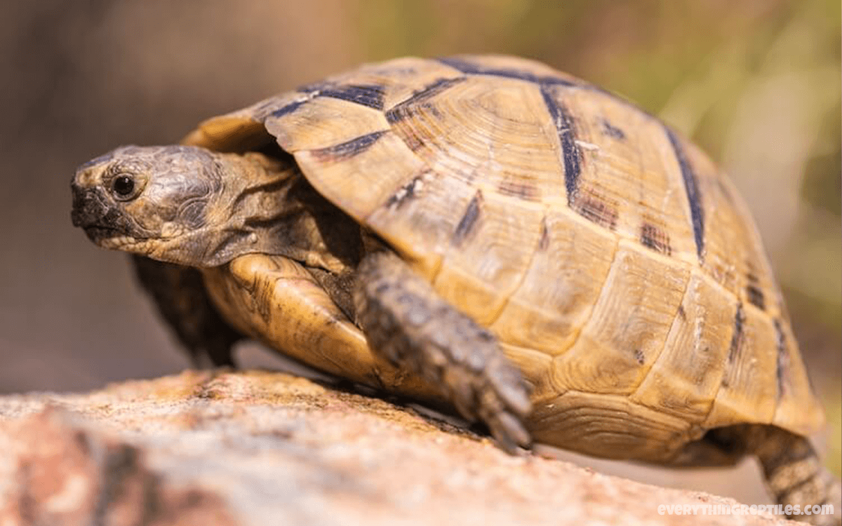 Greek Tortoise - Best Pet Tortoise Breeds for Beginners