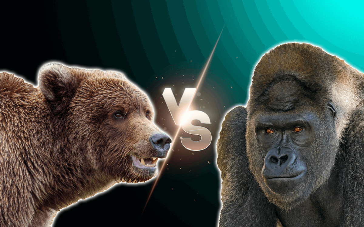 Grizzly Bear Vs Gorilla Fight Comparison, Who Would Win - Known Pets