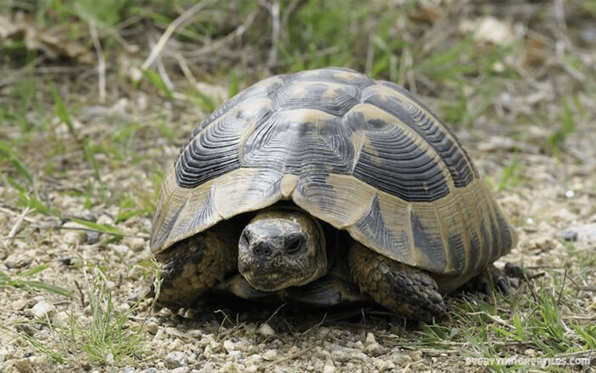 Hermann’s Tortoise - Best Pet Tortoise Breeds for Beginners