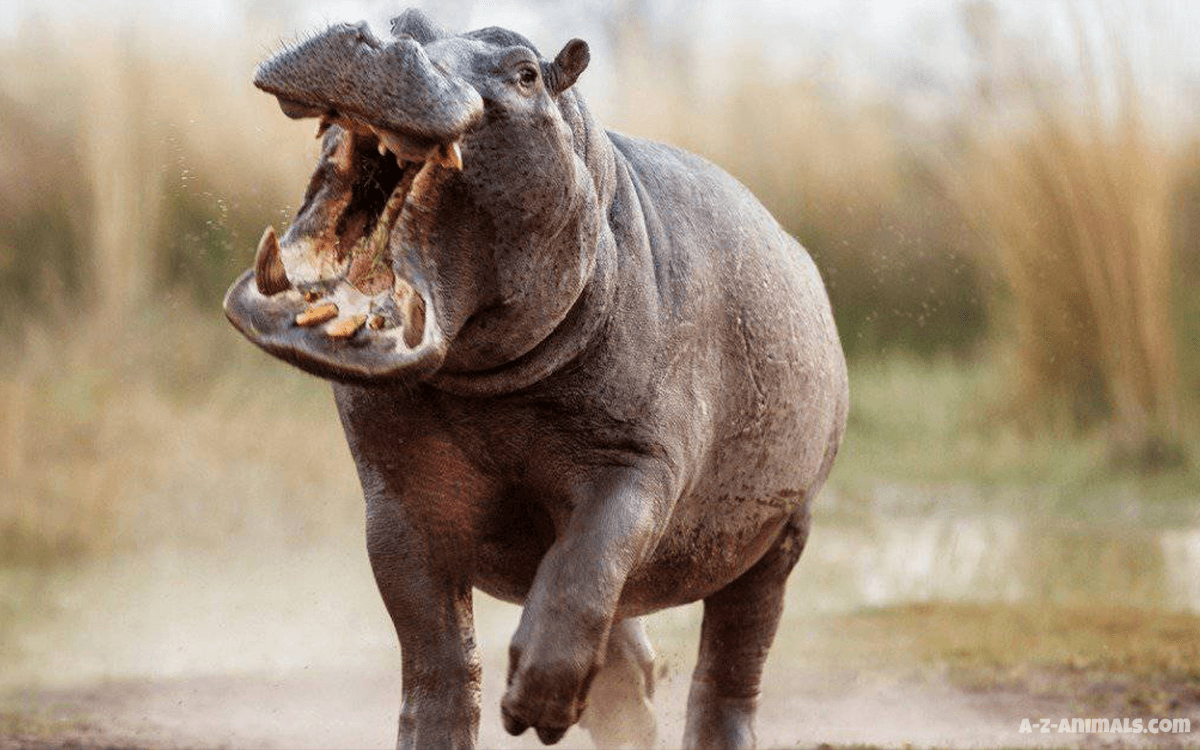 Rhino Vs Hippo Fight Comparison Who Would Win Known Pets