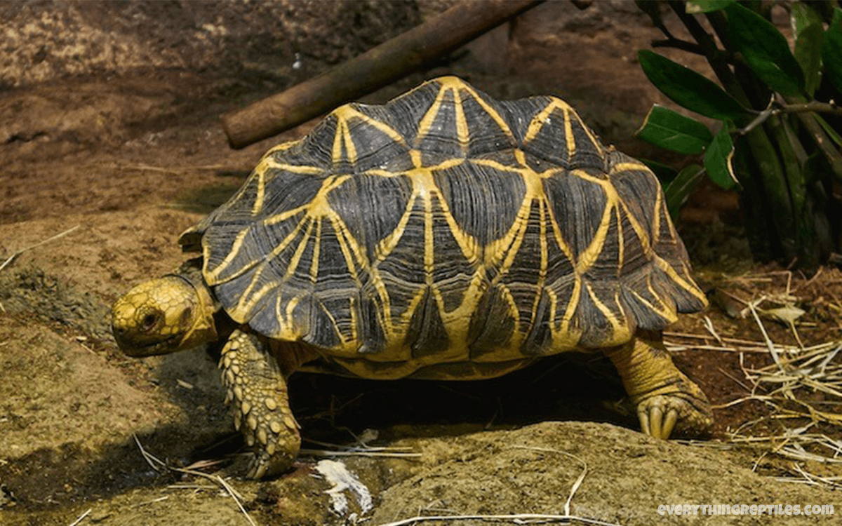 Indian Star Tortoise - Best Pet Tortoise Breeds for Beginners