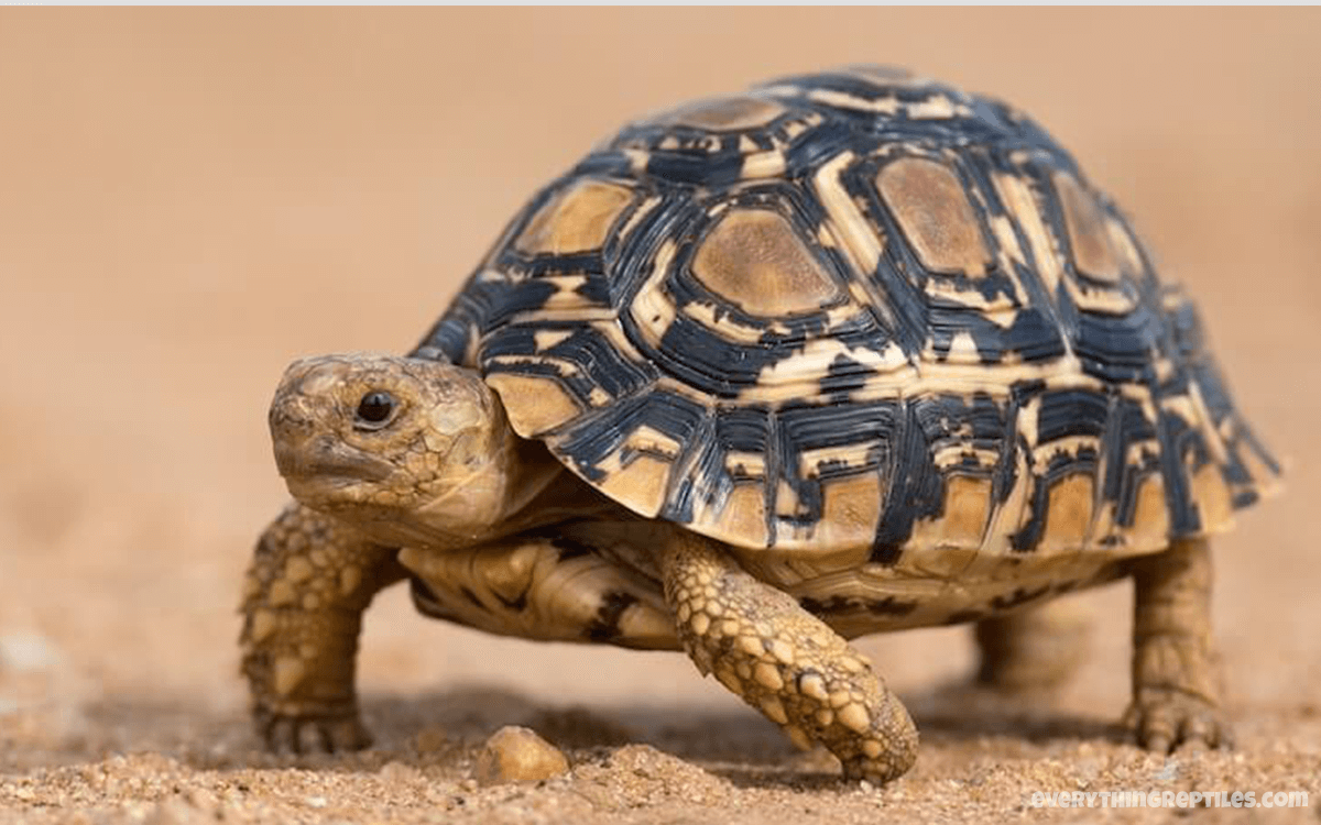 Leopard Tortoisev - Best Pet Tortoise Breeds for Beginners