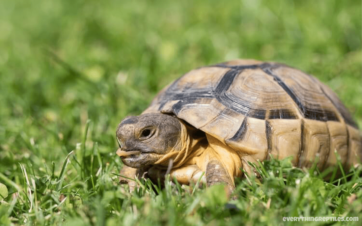 TOP 10 Best Pet Tortoise Breeds for first time owners