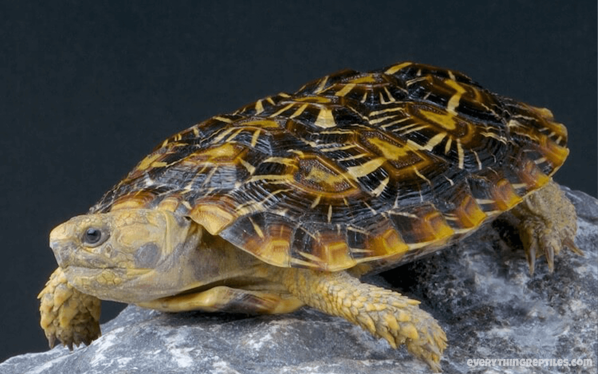 Pancake Tortoise - Best Pet Tortoise Breeds for Beginners