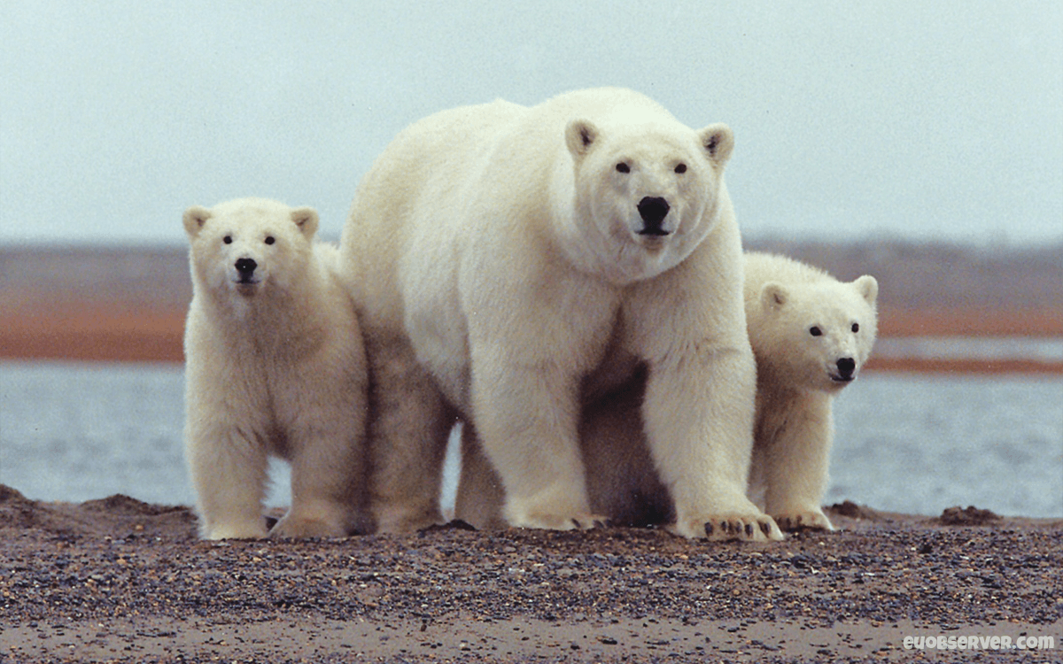 Polar Bear Vs Grizzly Bear Fight Comparison, Who Would Win Known Pets