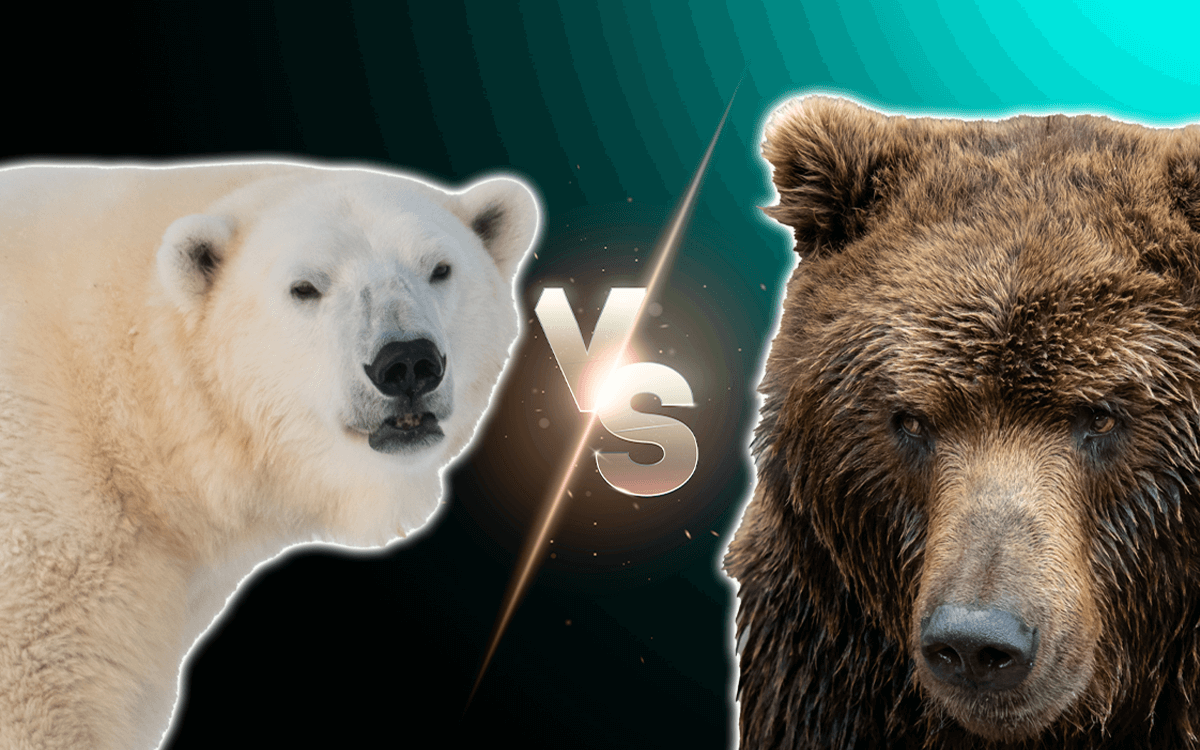 Polar Bear Vs Grizzly Bear Fight Comparison Who Would Win Known Pets ...