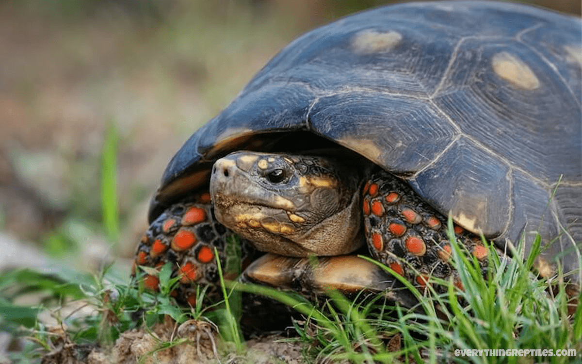 Red-Footed Tortoise - Best Pet Tortoise Breeds for Beginners