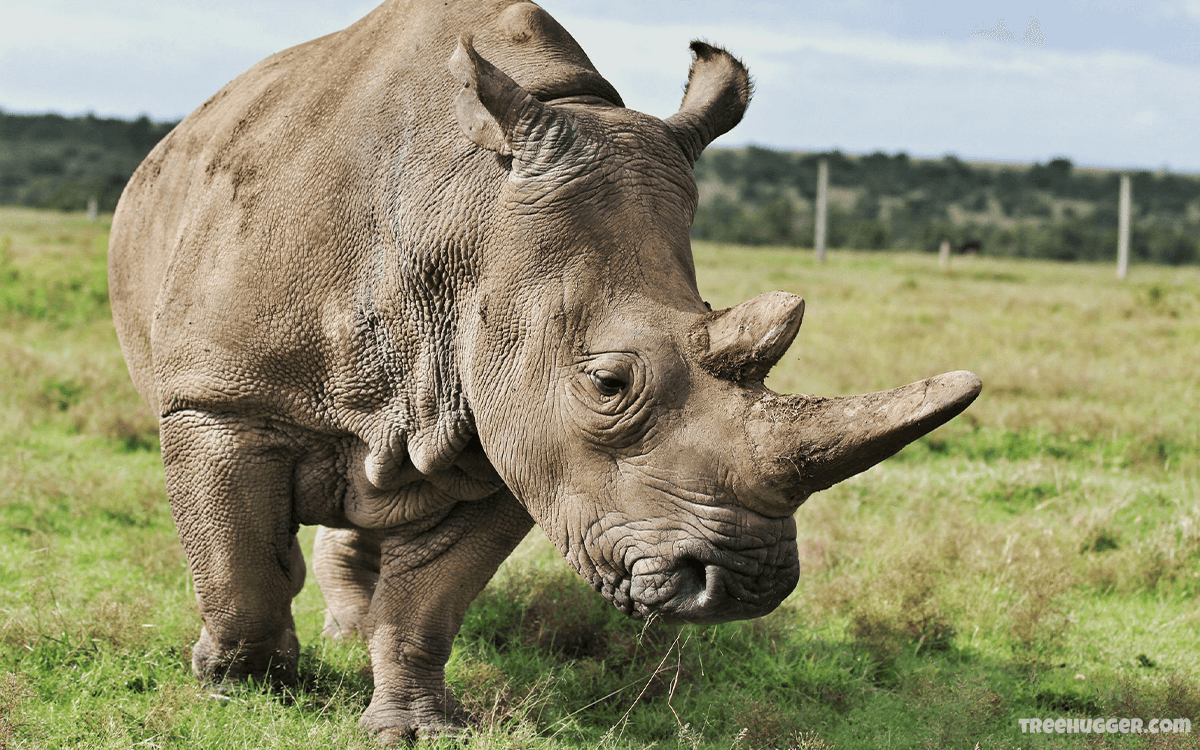 Rhino Vs Hippo Fight Comparison, Who Would Win Known Pets