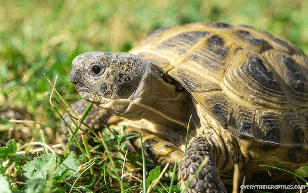 Russian Tortoise - Best Pet Tortoise Breeds for Beginners