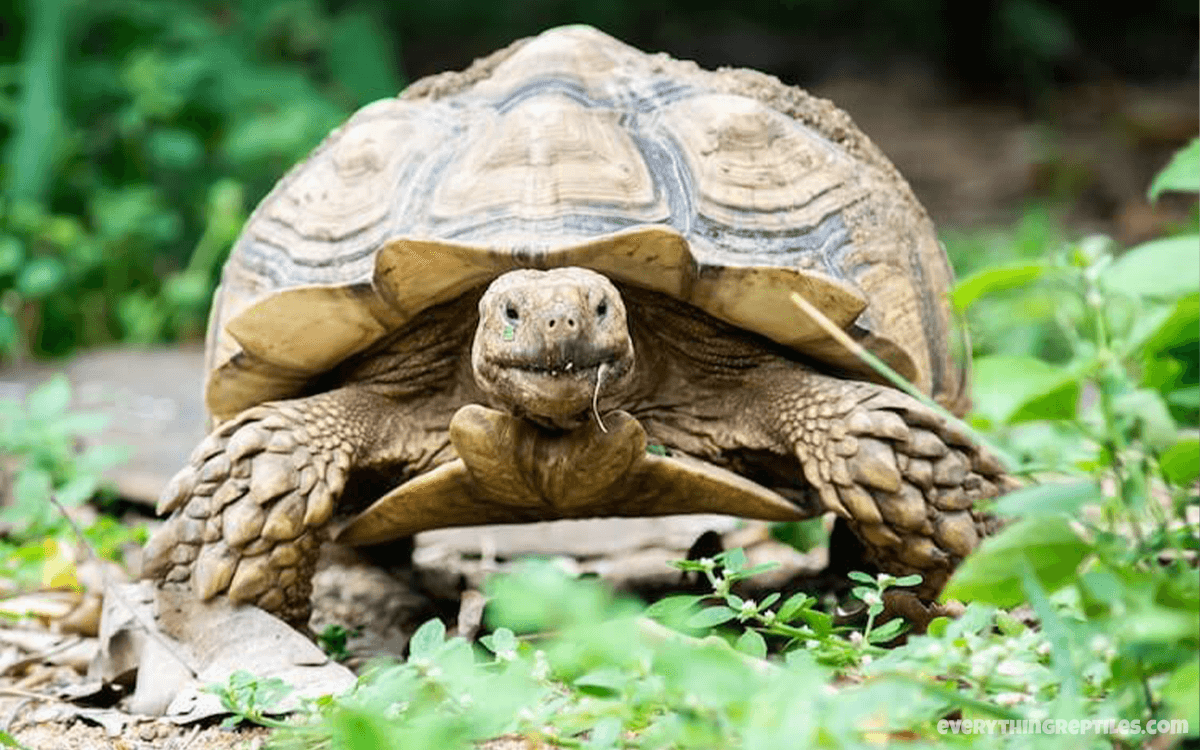 Sulcata Tortoise - Best Pet Tortoise Breeds for Beginners